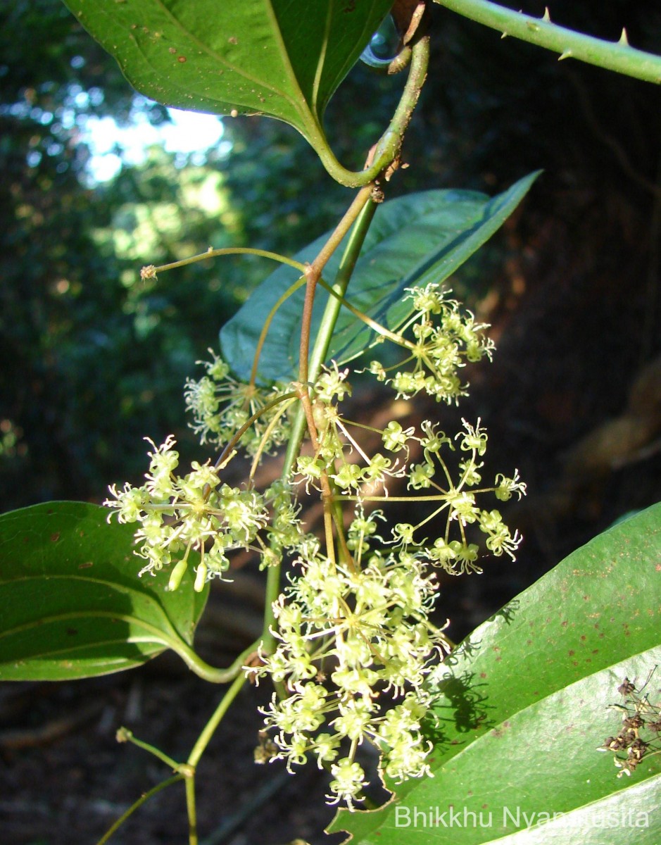 Smilax perfoliata Lour.